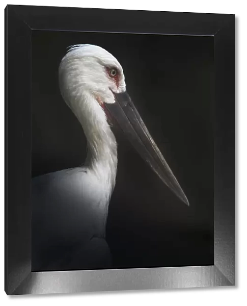 Oriental Stork Portrait