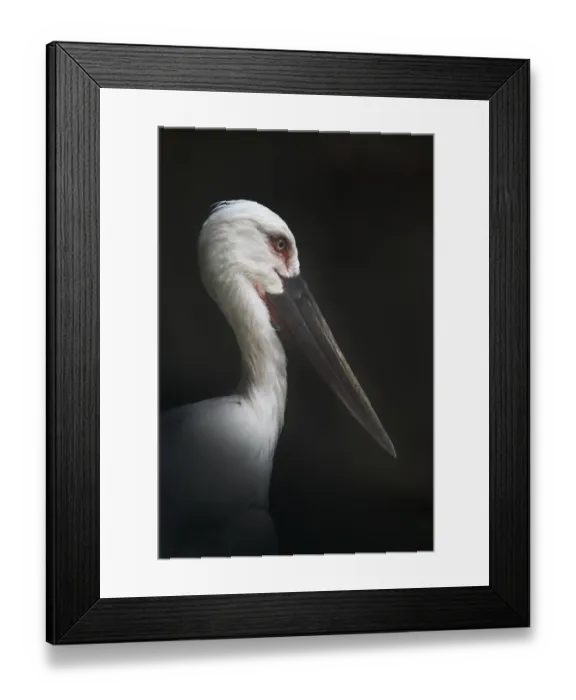 Framed Print : Oriental Stork Portrait Framed Print : Oriental Stork Portrait