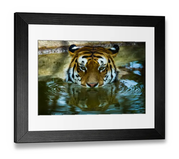 Framed Print : Tiger Portrait Framed Print : Tiger Portrait