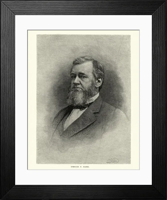 Framed Print : Spencer Fullerton Baird Framed Print : Spencer Fullerton Baird