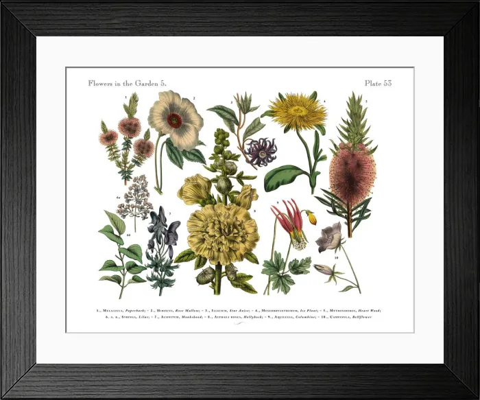 Framed Print : Exotic Flowers of the Garden, Victorian Botanical Illustration Framed Print : Exotic Flowers of the Garden, Victorian Botanical Illustration