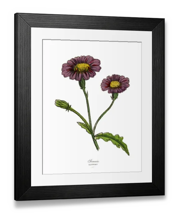 Framed Print : Senecio or Ragwort Plants, Victorian Botanical Illustration Framed Print : Senecio or Ragwort Plants, Victorian Botanical Illustration