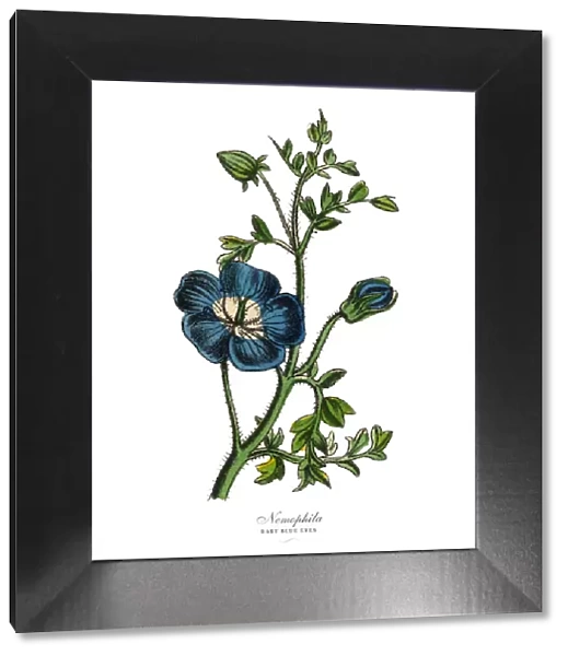 Nemophila or Baby Blue Eyes Plants, Victorian Botanical Illustration