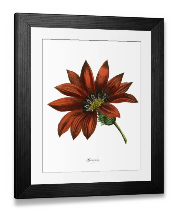 Framed Print : Gazania Plants, Victorian Botanical Illustration Framed Print : Gazania Plants, Victorian Botanical Illustration