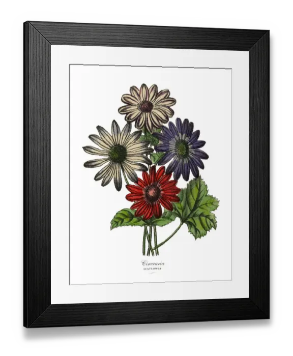 Framed Print : Cineraria or Sunflower Plants, Victorian Botanical Illustration Framed Print : Cineraria or Sunflower Plants, Victorian Botanical Illustration