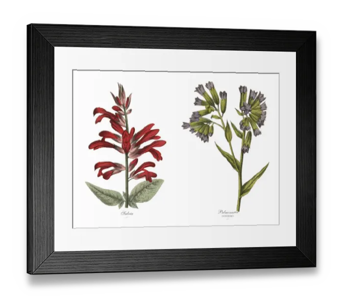 Framed Print : Victorian Botanical Illustration of Salvia and Lungwort Plants Framed Print : Victorian Botanical Illustration of Salvia and Lungwort Plants