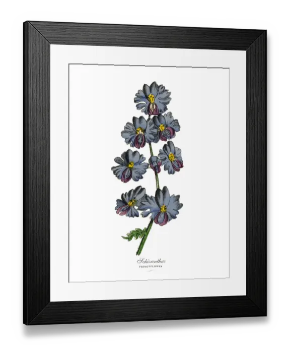 Framed Print : Schizanthus or Fringeflower Plants, Victorian Botanical Illustration Framed Print : Schizanthus or Fringeflower Plants, Victorian Botanical Illustration