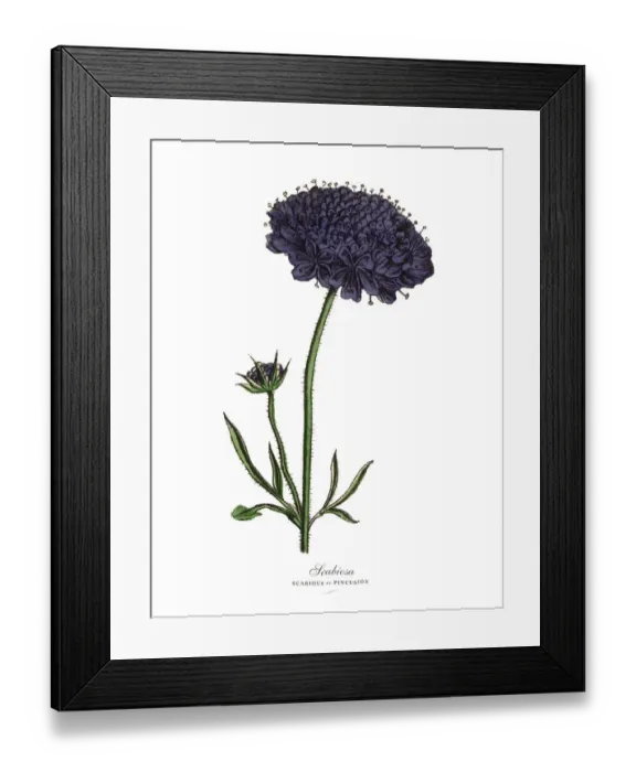 Framed Print : Scabiosa, Scabious and Pincusion Plants, Victorian Botanical Illustration Framed Print : Scabiosa, Scabious and Pincusion Plants, Victorian Botanical Illustration