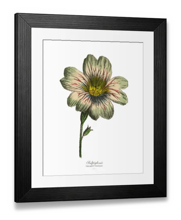 Framed Print : Salpiglossis and Trumpet Tongue Plants, Victorian Botanical Illustration Framed Print : Salpiglossis and Trumpet Tongue Plants, Victorian Botanical Illustration