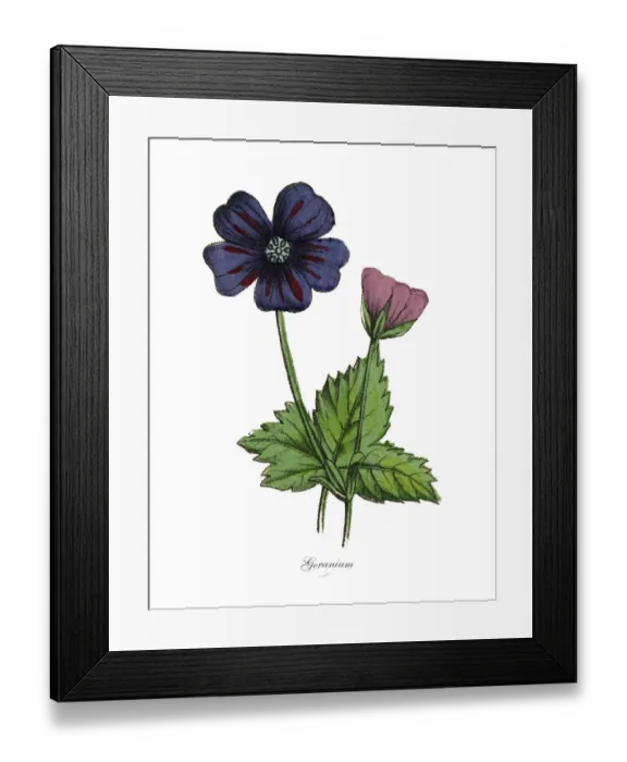 Framed Print : Geranium Plants, Victorian Botanical Illustration Framed Print : Geranium Plants, Victorian Botanical Illustration