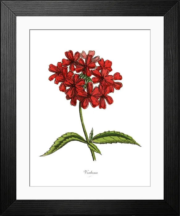 Framed Print : Verbena Plants, Victorian Botanical Illustration Framed Print : Verbena Plants, Victorian Botanical Illustration