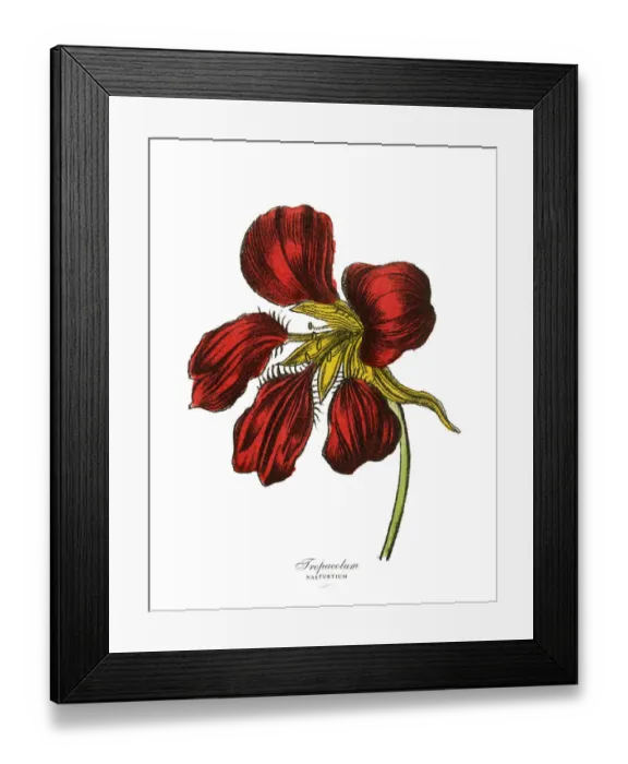 Framed Print : Tropaeolum and Nasturtium Plants, Victorian Botanical Illustration Framed Print : Tropaeolum and Nasturtium Plants, Victorian Botanical Illustration