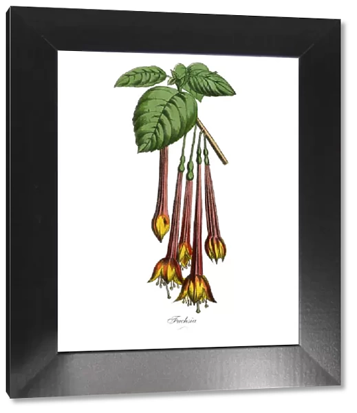 Fuchsia Plants, Victorian Botanical Illustration