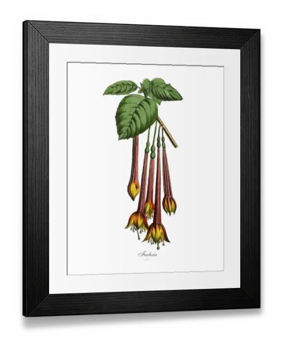 Framed Print : Fuchsia Plants, Victorian Botanical Illustration Framed Print : Fuchsia Plants, Victorian Botanical Illustration