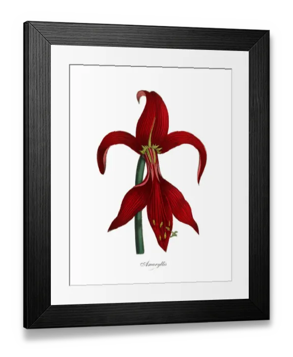 Framed Print : Amaryllis Plants, Victorian Botanical Illustration Framed Print : Amaryllis Plants, Victorian Botanical Illustration