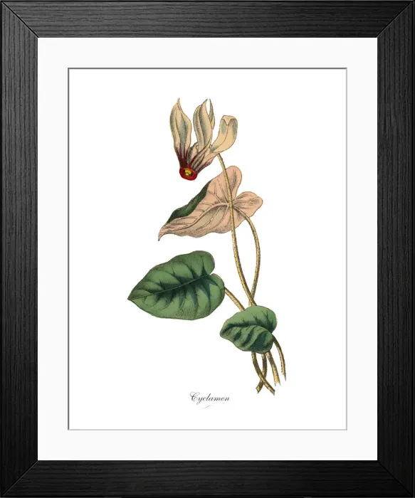 Framed Print : Cyclamen Plants, Victorian Botanical Illustration Framed Print : Cyclamen Plants, Victorian Botanical Illustration