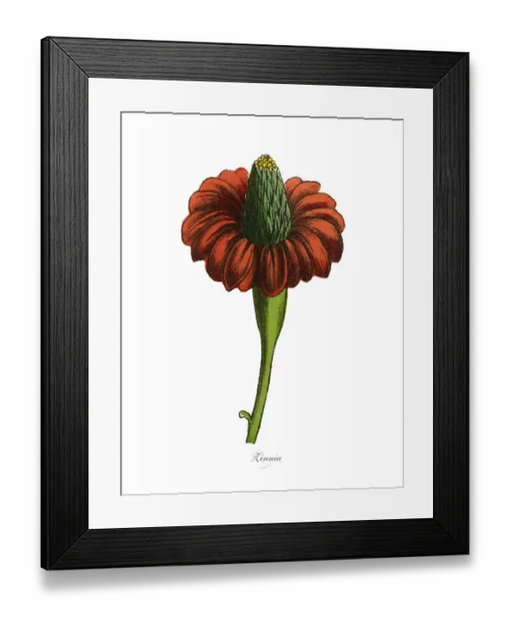 Framed Print : Zinnia Plants, Victorian Botanical Illustration Framed Print : Zinnia Plants, Victorian Botanical Illustration
