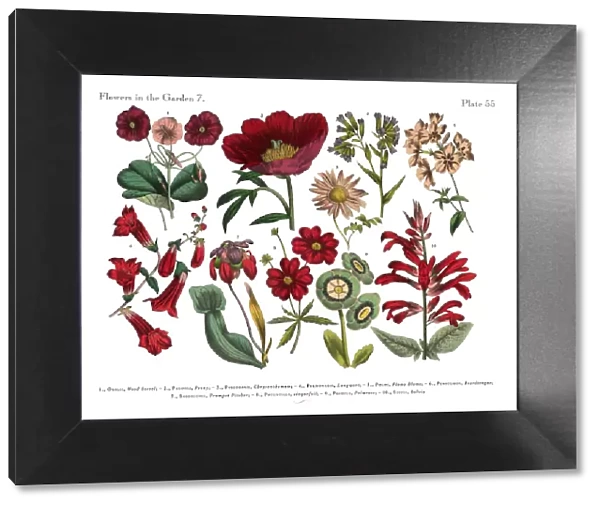 Red Exotic Flowers of the Garden, Victorian Botanical Illustration