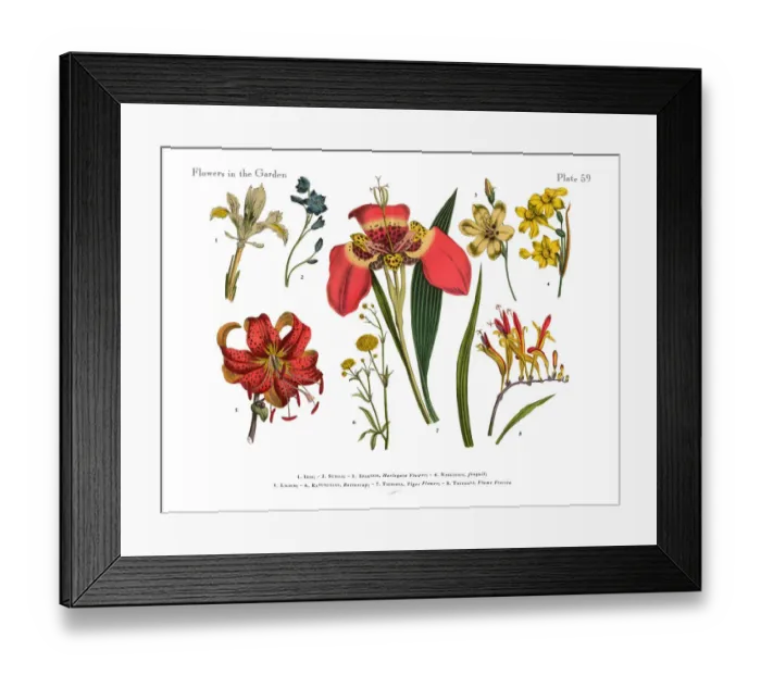 Framed Print : Exotic Flowers of the Garden, Victorian Botanical Illustration Framed Print : Exotic Flowers of the Garden, Victorian Botanical Illustration
