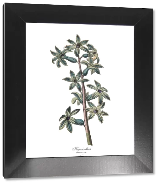 Hyacinthus or Hyacinth Plants, Victorian Botanical Illustration