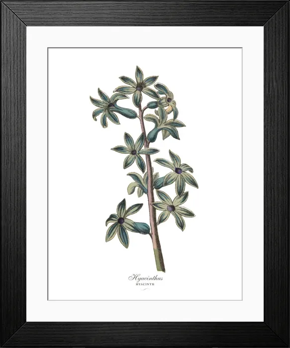 Framed Print : Hyacinthus or Hyacinth Plants, Victorian Botanical Illustration Framed Print : Hyacinthus or Hyacinth Plants, Victorian Botanical Illustration
