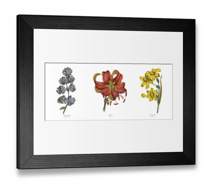 Framed Print : Fringeflower, Lily and Narcissus Plants, Victorian Botanical Illustration Framed Print : Fringeflower, Lily and Narcissus Plants, Victorian Botanical Illustration