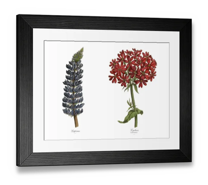 Framed Print : Victorian Botanical Illustration of Catchfly and Lupinus Plants Framed Print : Victorian Botanical Illustration of Catchfly and Lupinus Plants