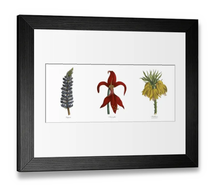 Framed Print : Victorian Botanical Illustration of Lupinus, Amaryllis and Fritillaria Plants Framed Print : Victorian Botanical Illustration of Lupinus, Amaryllis and Fritillaria Plants