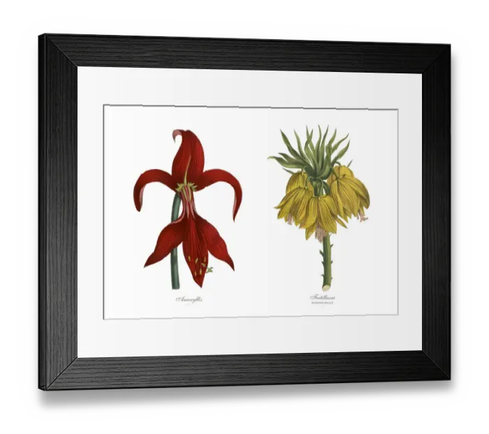 Framed Print : Victorian Botanical Illustration of Amaryllis and Fritillaria Plants Framed Print : Victorian Botanical Illustration of Amaryllis and Fritillaria Plants