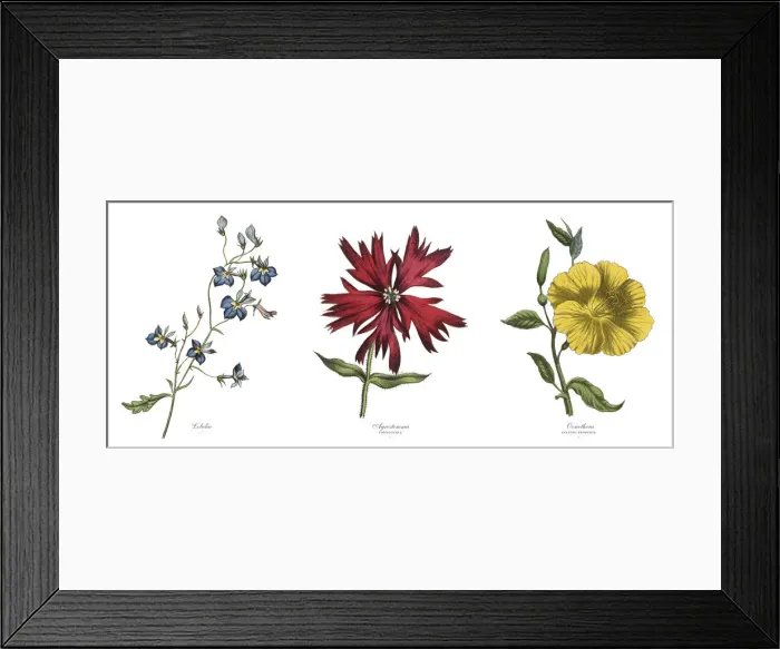 Framed Print : Victorian Botanical Illustration of Lobelia, Agrostemma and Primrose Plants Framed Print : Victorian Botanical Illustration of Lobelia, Agrostemma and Primrose Plants