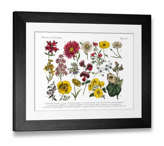 Framed Print : Exotic Flowers of the Garden, Victorian Botanical Illustration Framed Print : Exotic Flowers of the Garden, Victorian Botanical Illustration