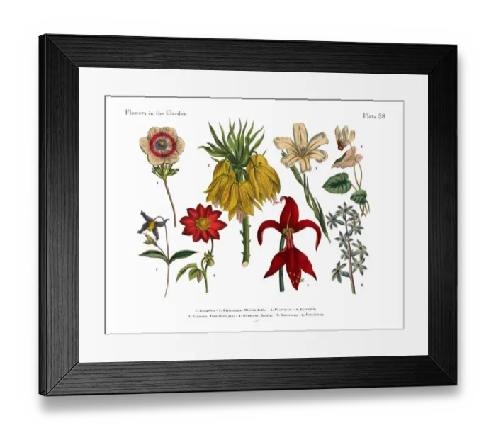 Framed Print : Flowers of the Garden, Victorian Botanical Illustration Framed Print : Flowers of the Garden, Victorian Botanical Illustration