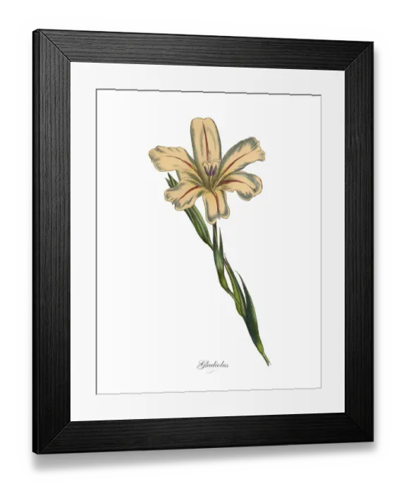 Framed Print : Gladiolus Plants, Victorian Botanical Illustration Framed Print : Gladiolus Plants, Victorian Botanical Illustration