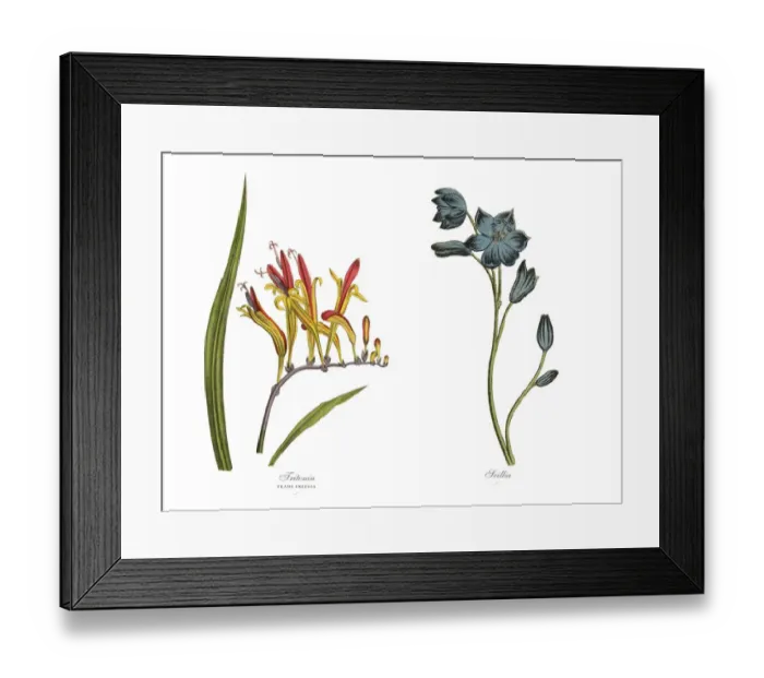 Framed Print : Victorian Botanical Illustration of Tritonia and Scillia Plants Framed Print : Victorian Botanical Illustration of Tritonia and Scillia Plants