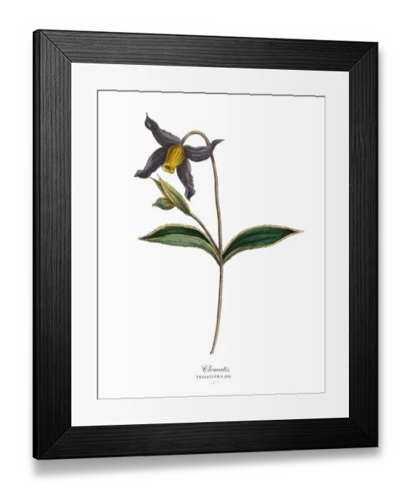 Framed Print : Clematis Plants, Victorian Botanical Illustration Framed Print : Clematis Plants, Victorian Botanical Illustration
