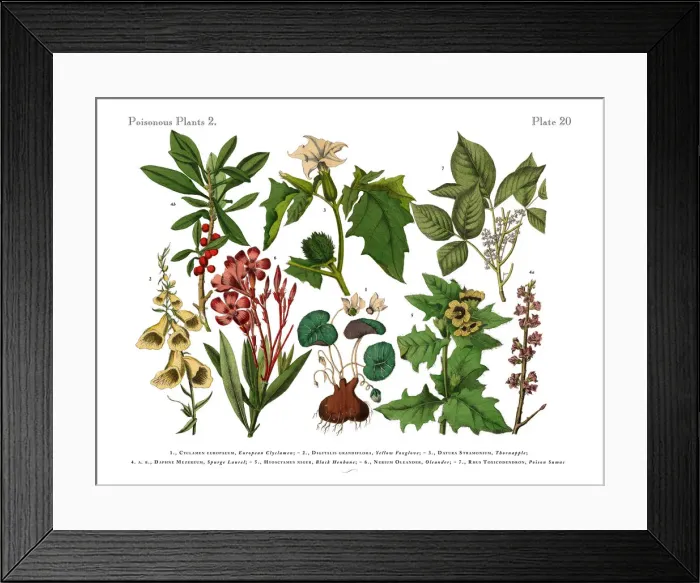 Framed Print : Poisonous and Toxic Plants, Victorian Botanical Illustration Framed Print : Poisonous and Toxic Plants, Victorian Botanical Illustration
