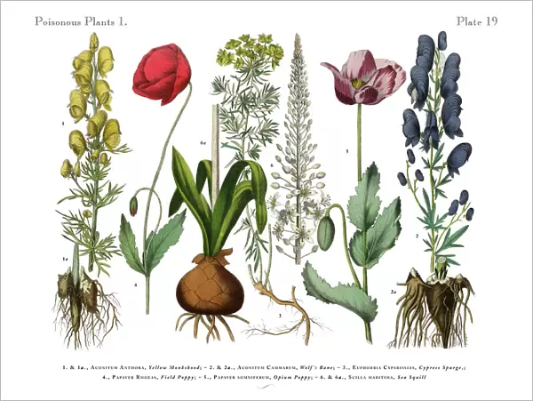 Wildflowers, Poisonous and Toxic Plants, Victorian Botanical Illustration