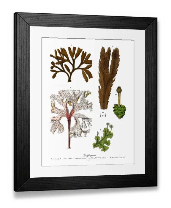 Framed Print : The Art of Botanical Illustrations
