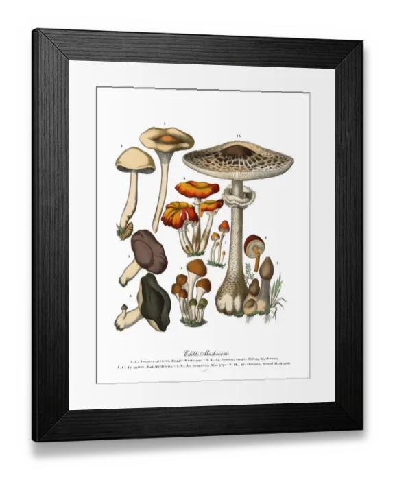 Framed Print : The Art of Botanical Illustrations Framed Print : The Art of Botanical Illustrations