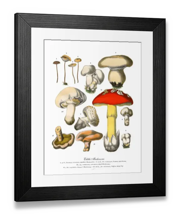 Framed Print : The Art of Botanical Illustrations Framed Print : The Art of Botanical Illustrations