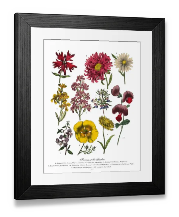 Framed Print : The Art of Botanical Illustrations Framed Print : The Art of Botanical Illustrations