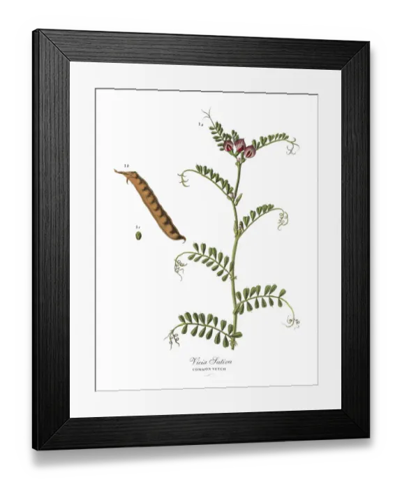 Framed Print : The Art of Botanical Illustrations Framed Print : The Art of Botanical Illustrations