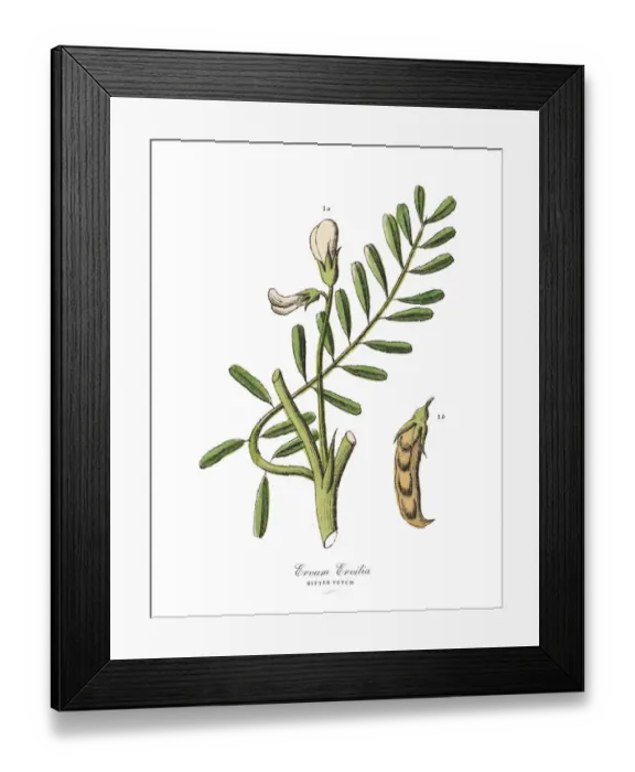 Framed Print : The Art of Botanical Illustrations Framed Print : The Art of Botanical Illustrations