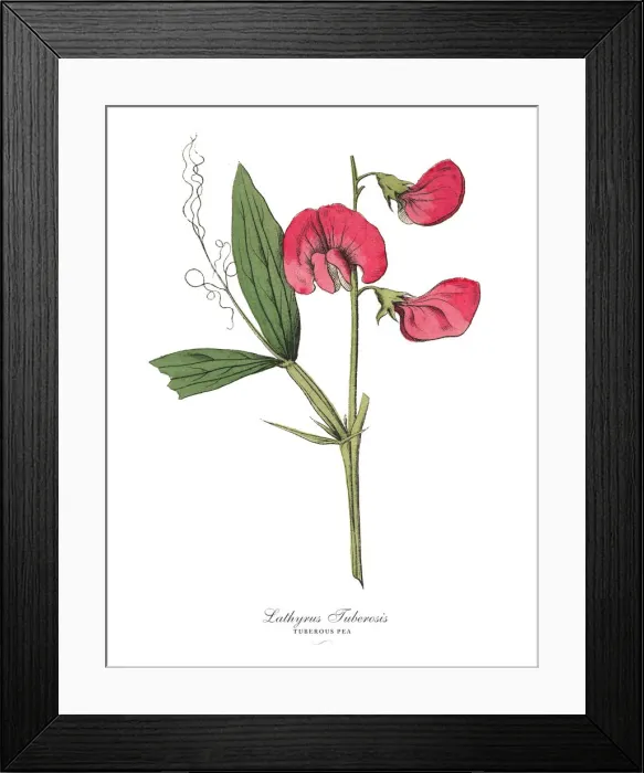 Framed Print : The Art of Botanical Illustrations Framed Print : The Art of Botanical Illustrations