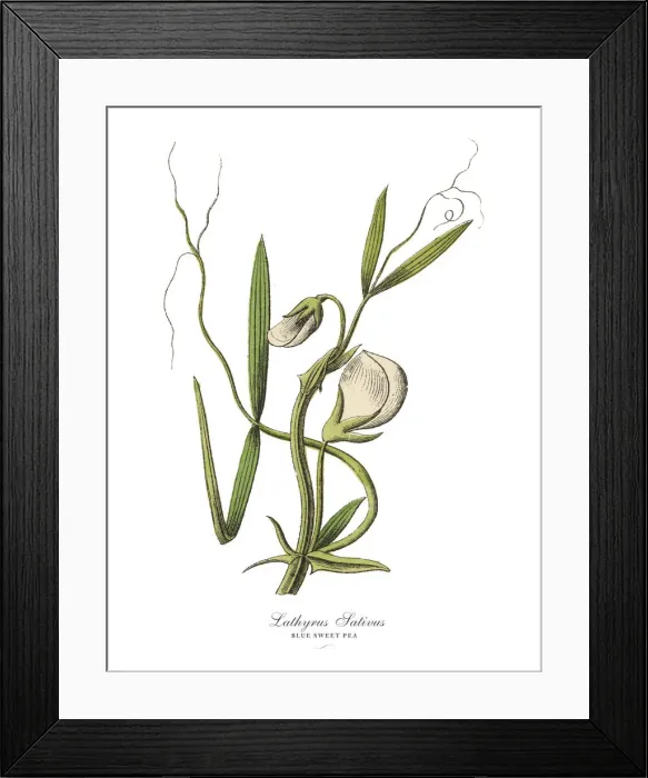 Framed Print : The Art of Botanical Illustrations Framed Print : The Art of Botanical Illustrations