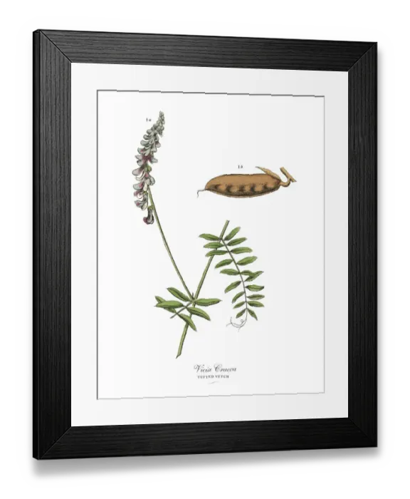 Framed Print : The Art of Botanical Illustrations Framed Print : The Art of Botanical Illustrations