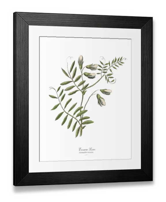 Framed Print : The Art of Botanical Illustrations Framed Print : The Art of Botanical Illustrations