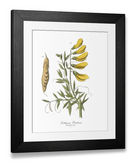 Framed Print : The Art of Botanical Illustrations Framed Print : The Art of Botanical Illustrations