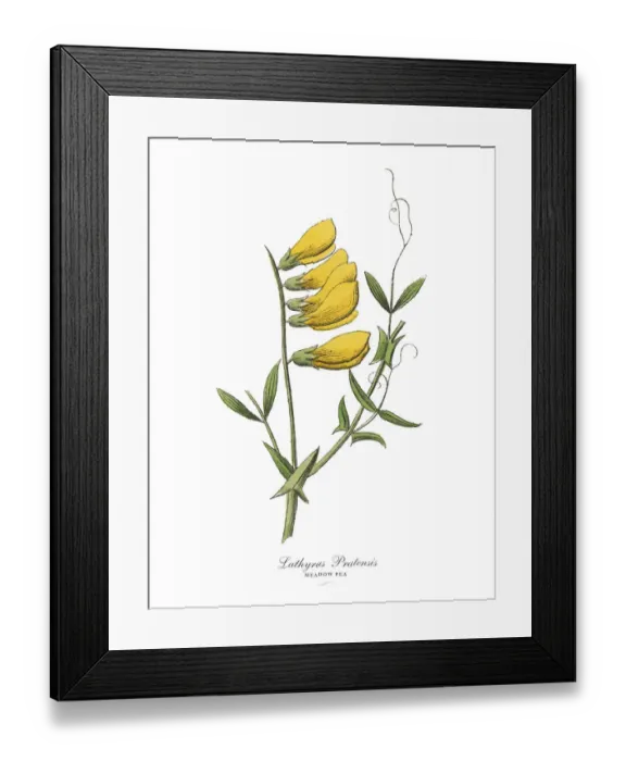 Framed Print : The Art of Botanical Illustrations Framed Print : The Art of Botanical Illustrations