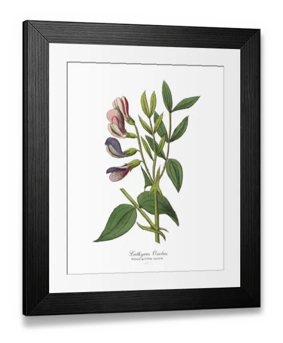 Framed Print : The Art of Botanical Illustrations Framed Print : The Art of Botanical Illustrations